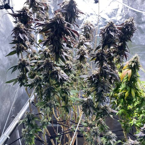 Ice cream cake growlog timeline photo