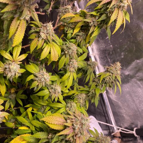 Banana clone  growlog timeline photo