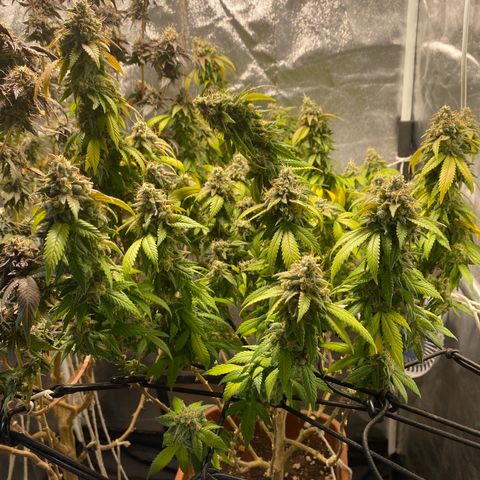 Banana clone  growlog timeline photo
