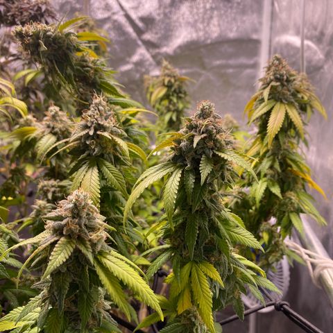 Banana clone  growlog timeline photo