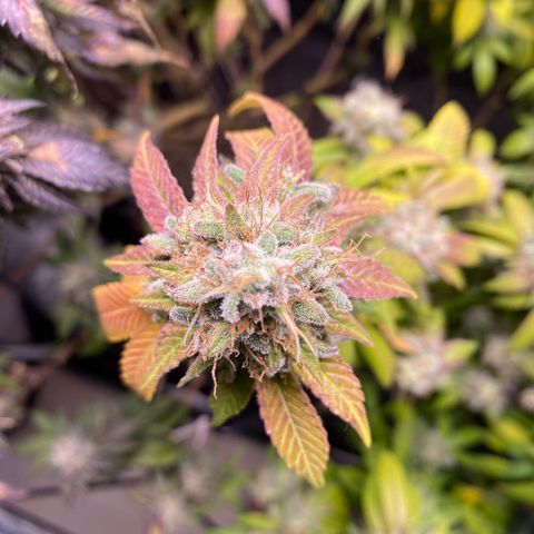Banana clone  growlog timeline photo