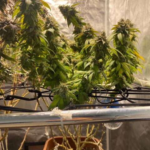 Banana clone  growlog timeline photo