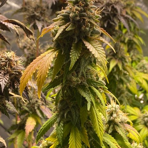 Banana clone  growlog timeline photo