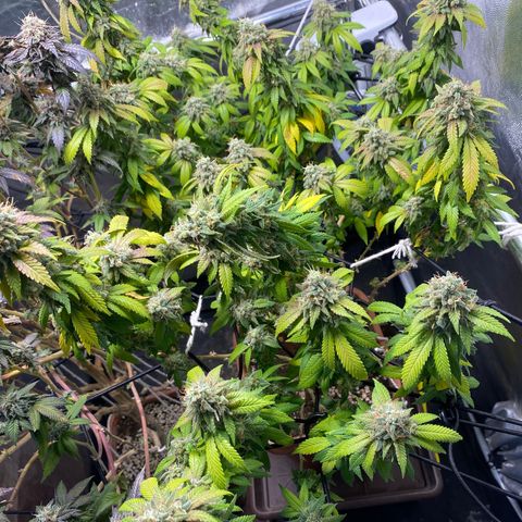 Banana clone  growlog timeline photo