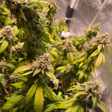 Banana clone  growlog timeline photo