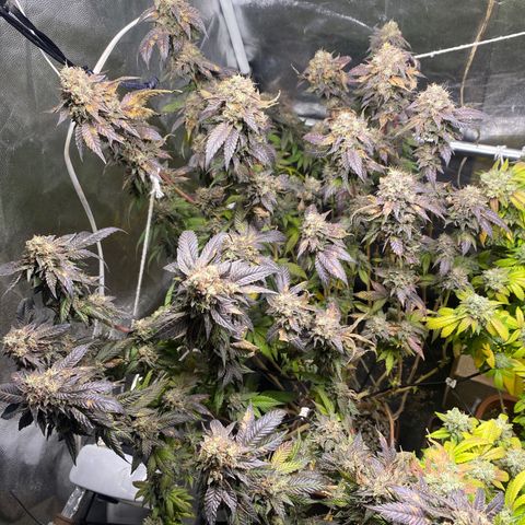 Ice cream cake growlog photo: Flush total 