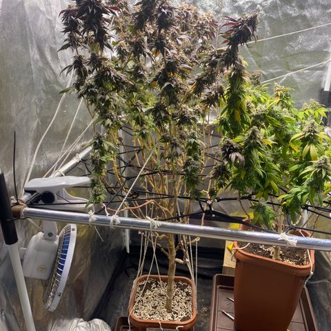 Ice cream cake growlog photo: Flush total 