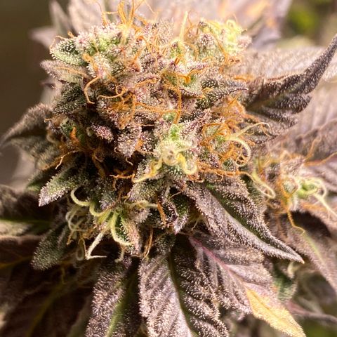 Ice cream cake growlog photo: Flush total 
