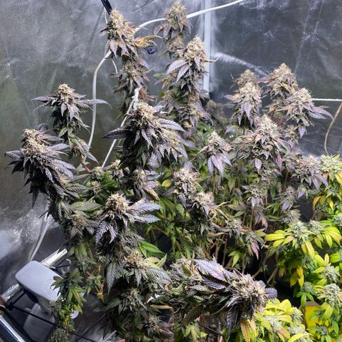 Ice cream cake growlog photo: Flush total 
