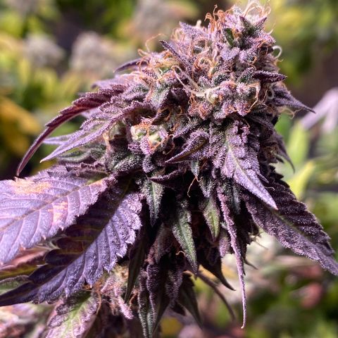 Ice cream cake growlog photo: Flush total 