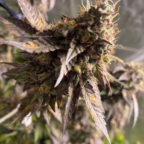Ice cream cake growlog photo: Flush total 