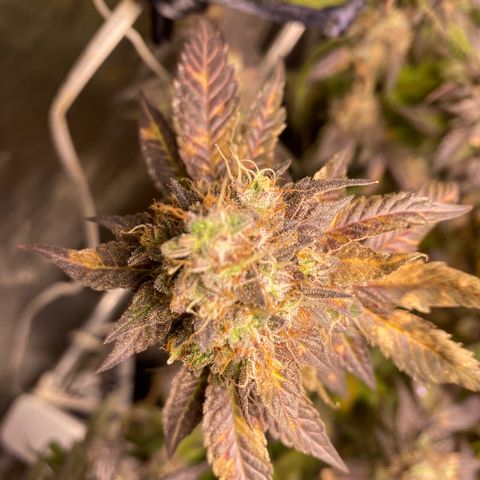 Ice cream cake growlog photo: Flush total 