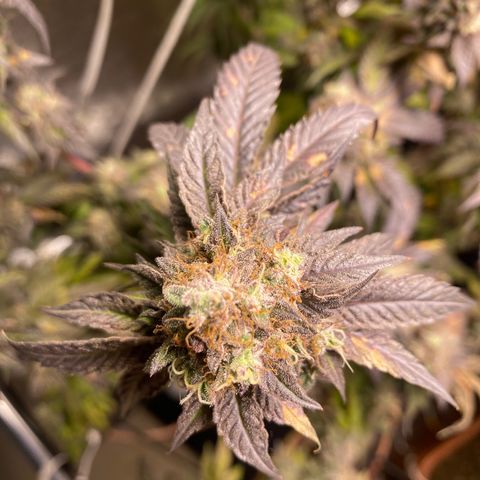Ice cream cake growlog photo: Flush total 