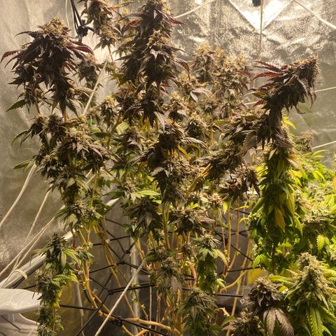 Ice cream cake growlog photo: Flush total 