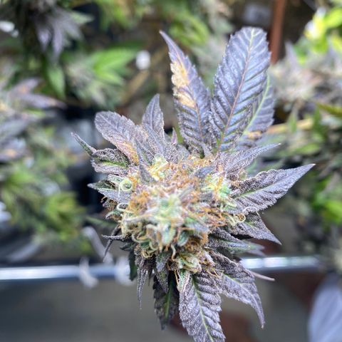 Ice cream cake growlog photo: Flush total 