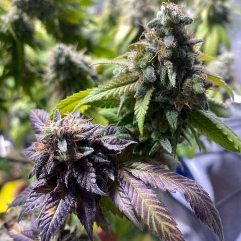 Banana clone  growlog photo: Flush total 