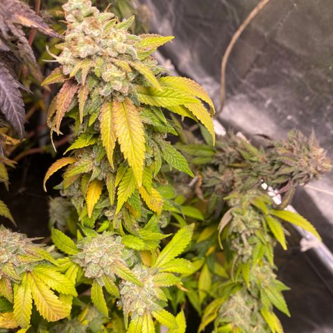 Banana clone  growlog photo: Flush total 