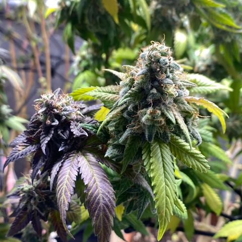 Banana clone  growlog photo: Flush total 