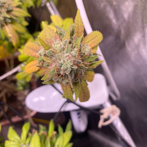 Banana clone  growlog photo: Flush total 