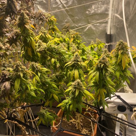 Banana clone  growlog photo: Flush total 