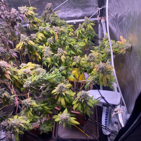 Banana clone  growlog photo: Flush total 