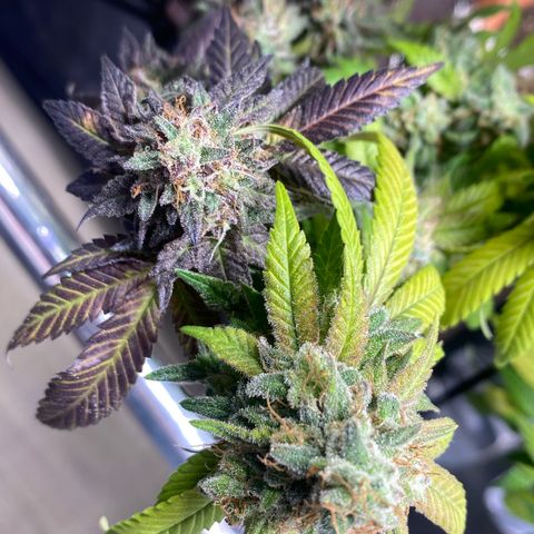 Banana clone  growlog photo: Flush total 