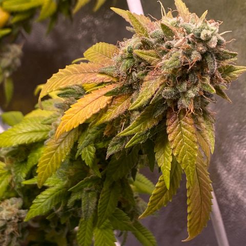 Banana clone  growlog photo: Flush total 