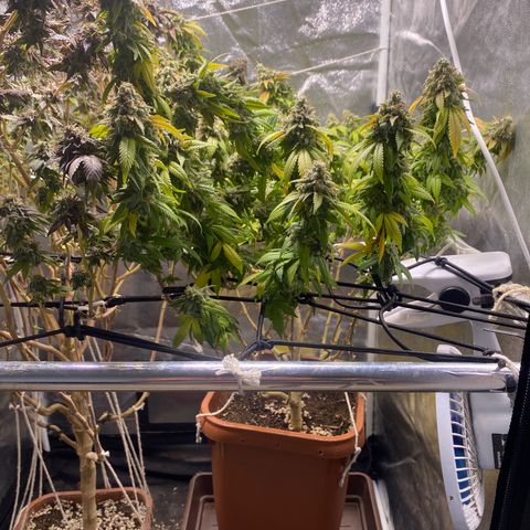 Banana clone  growlog photo: Flush total 