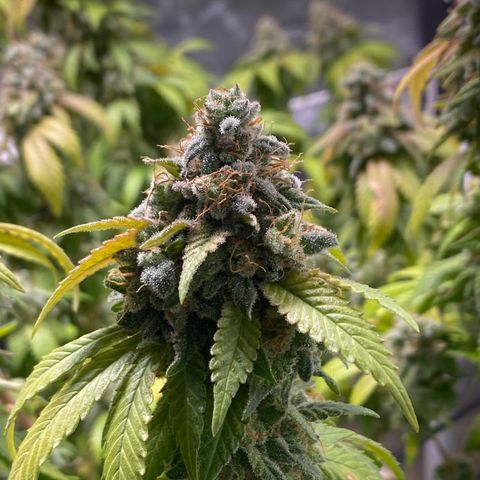 Banana clone  growlog photo: Flush total 