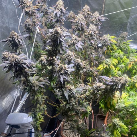 Ice cream cake growlog photo: 28h luz 