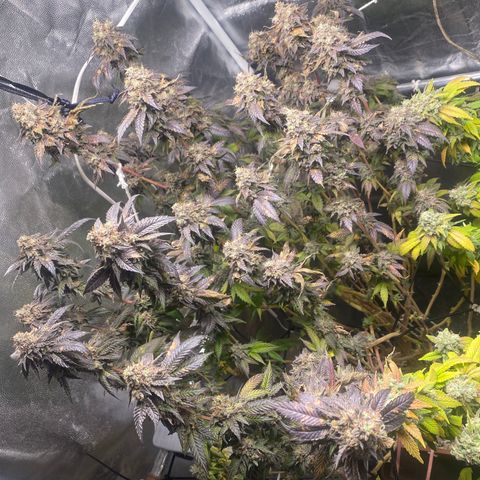 Ice cream cake growlog photo: 28h luz 
