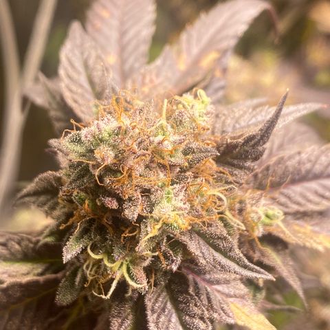 Ice cream cake growlog timeline photo