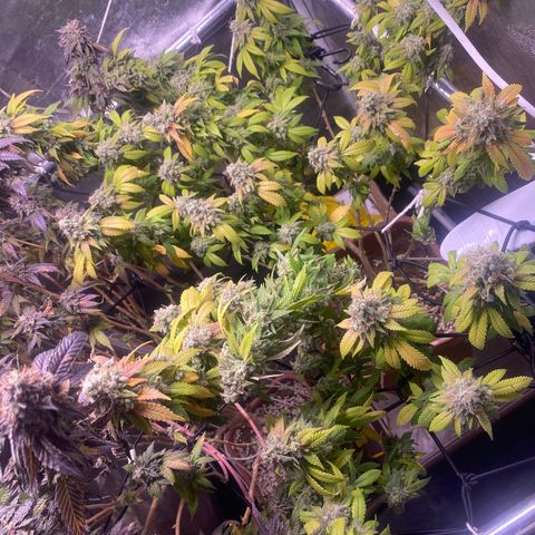 Banana clone  growlog photo: 28h luz 