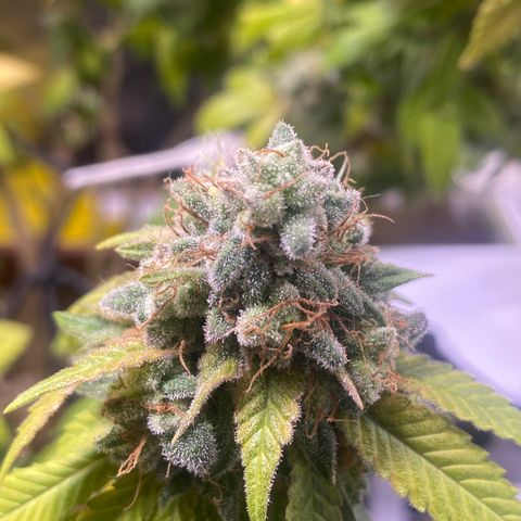 Banana clone  growlog photo: 28h luz 