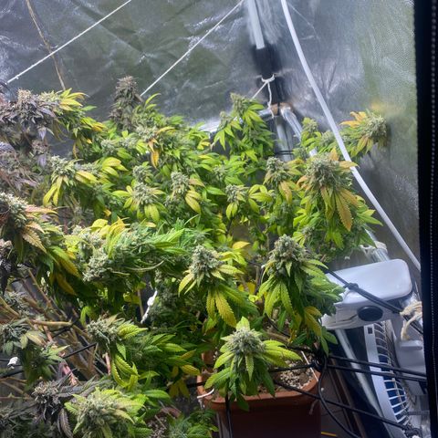 Banana clone  growlog photo: 28h luz 