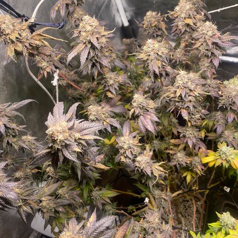 Ice cream cake growlog timeline photo