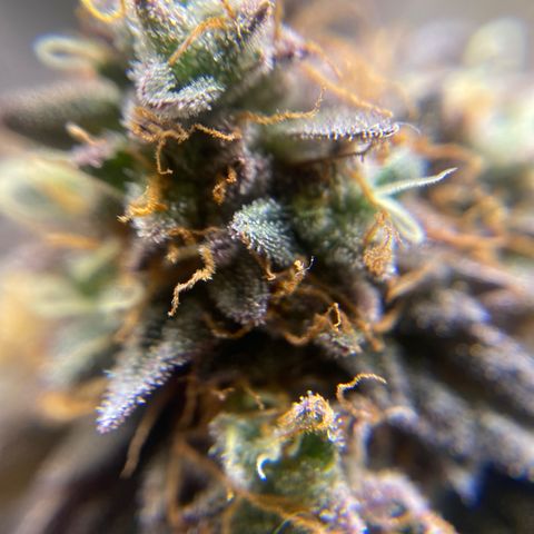 Ice cream cake growlog timeline photo