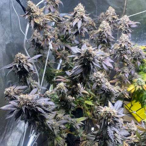 Ice cream cake growlog photo: 30h escuridão 