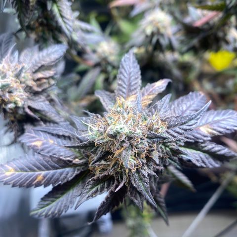 Ice cream cake growlog timeline photo