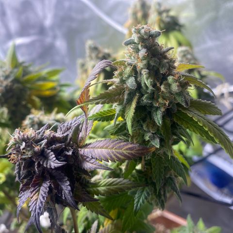 Banana clone  growlog timeline photo