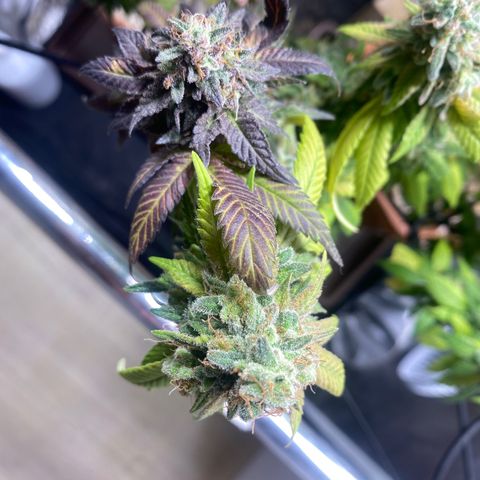 Banana clone  growlog timeline photo