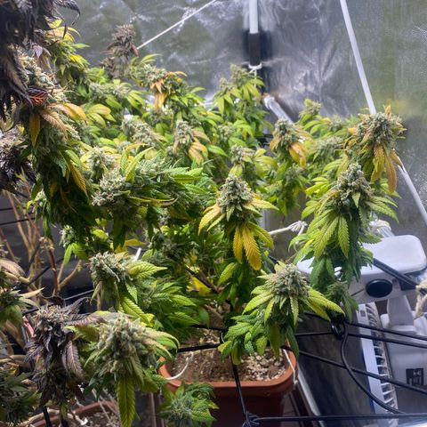 Banana clone  growlog timeline photo