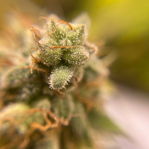 Banana clone  growlog timeline photo