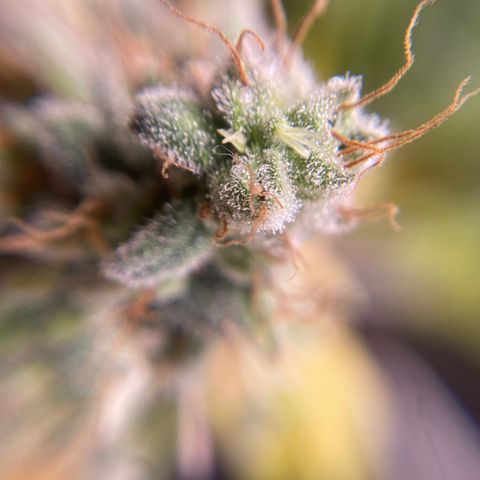 Banana clone  growlog timeline photo