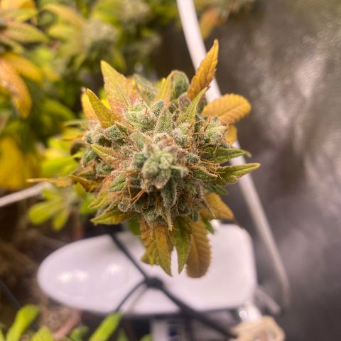 Banana clone  growlog timeline photo