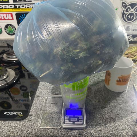 Ice cream cake growlog photo: 441,9 g