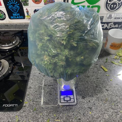 Banana clone  growlog timeline photo