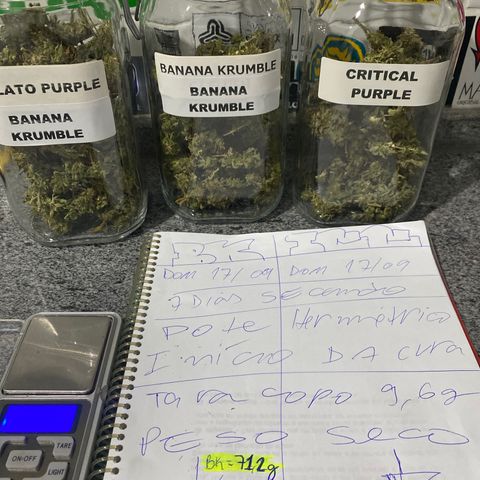 Banana clone  growlog photo: Peso seco 71,2g 
Mas tirei umas 3 ou 4g durante a secagem 