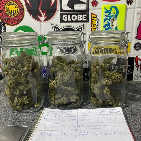 Banana clone  growlog timeline photo