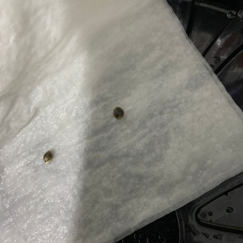 Gorilla Glue Auto #1 growlog timeline photo